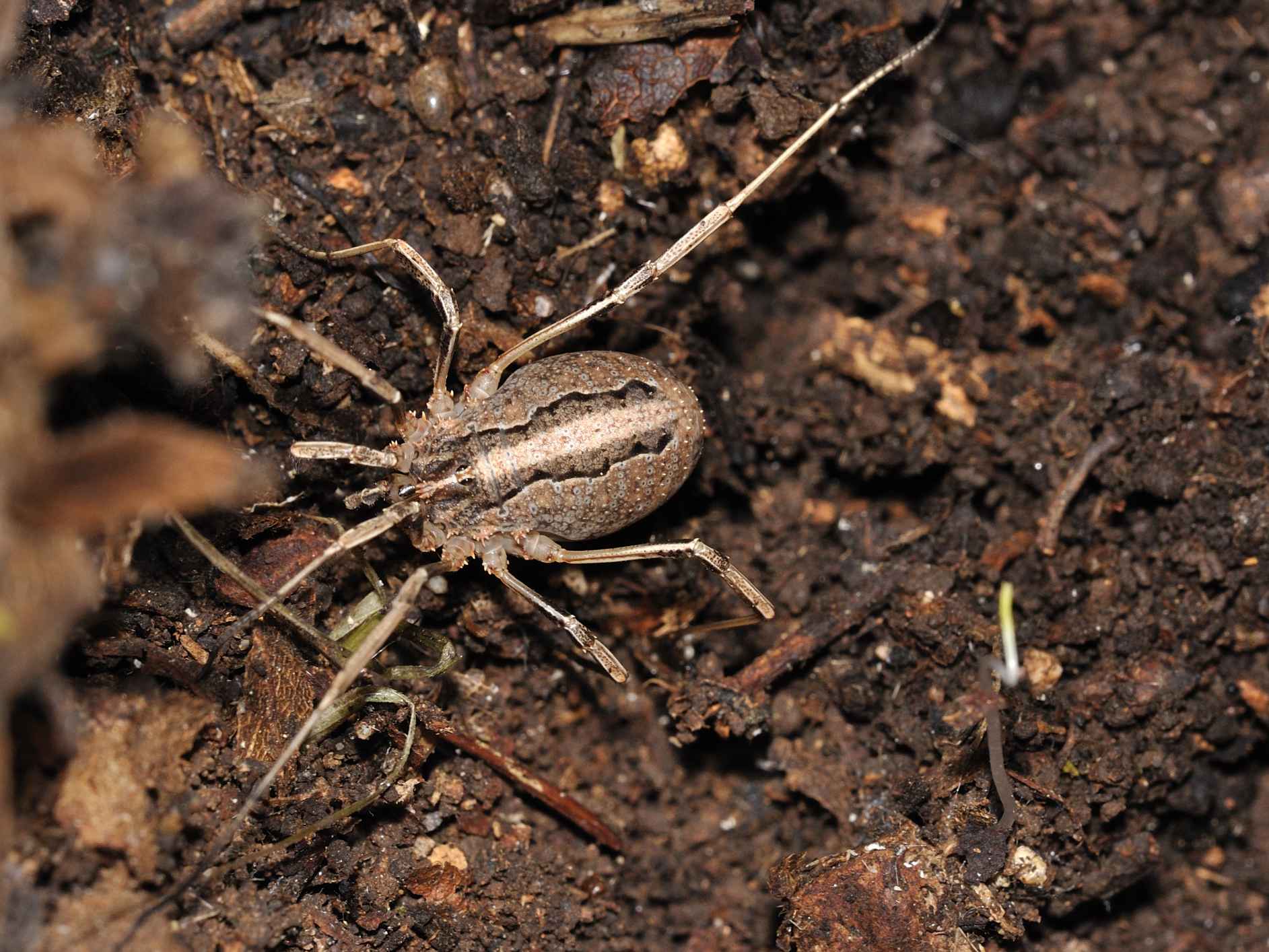 Odiellus cf. troguloides degli Monti Lucretili (RM)